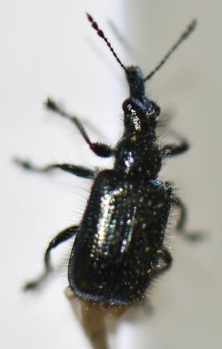 Lasiorhynchites sp.